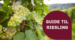 Guide til Riesling