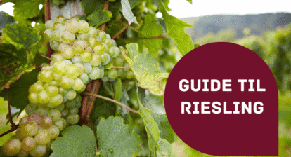 Guide til Riesling