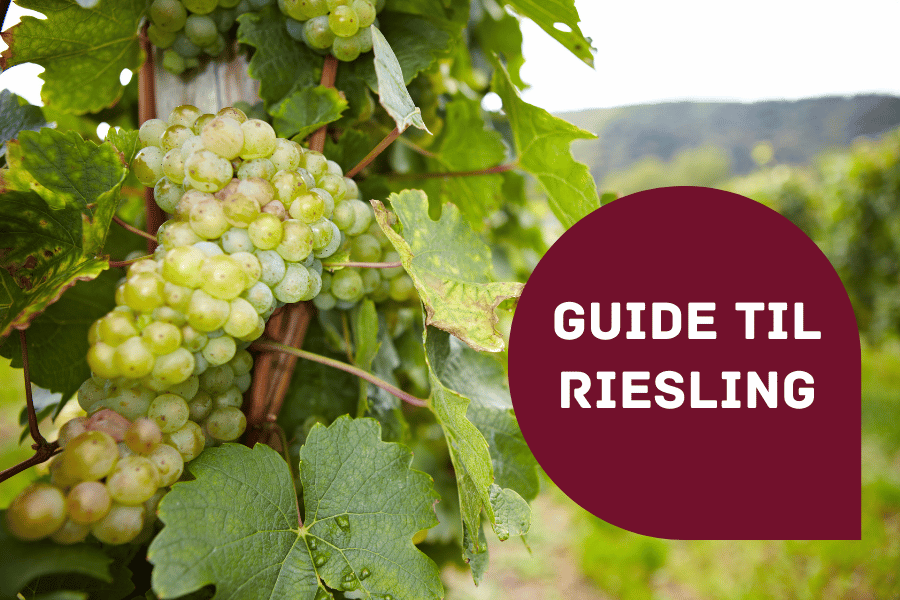 Guide til Riesling