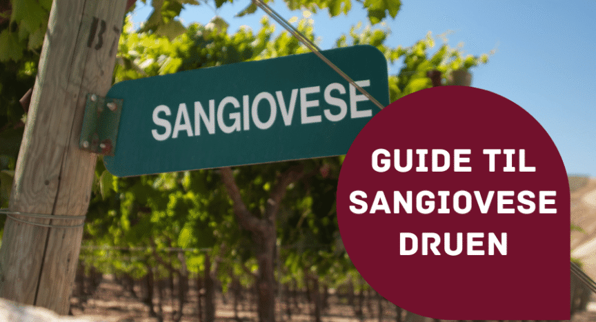Guide til sangiovese drue