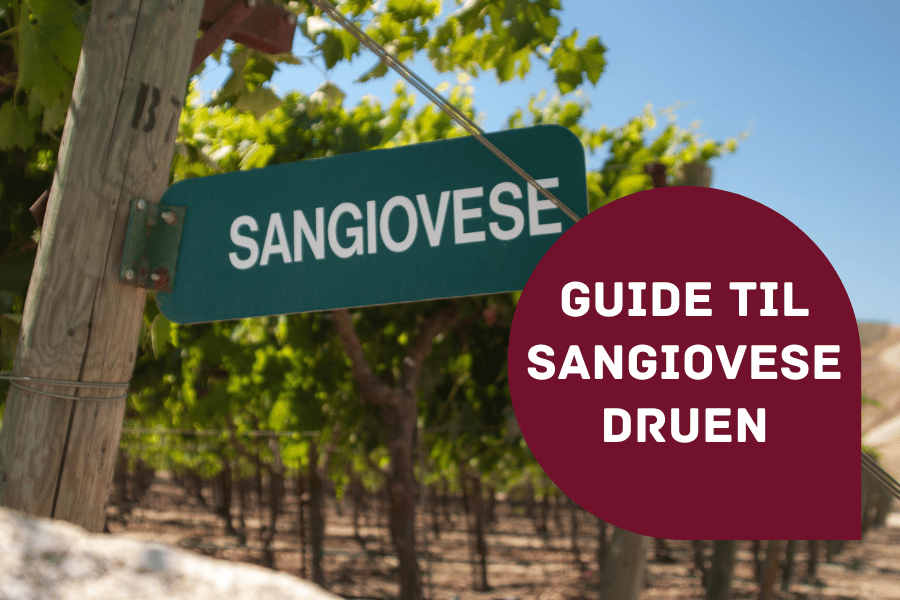 Guide til sangiovese drue